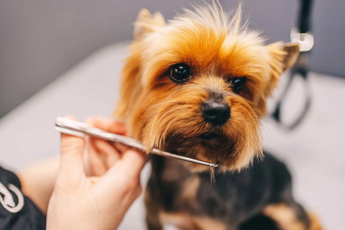 犬