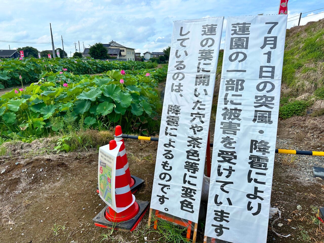 あかぼり蓮園
