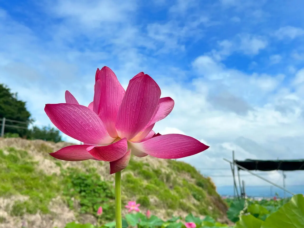 あかぼり蓮園