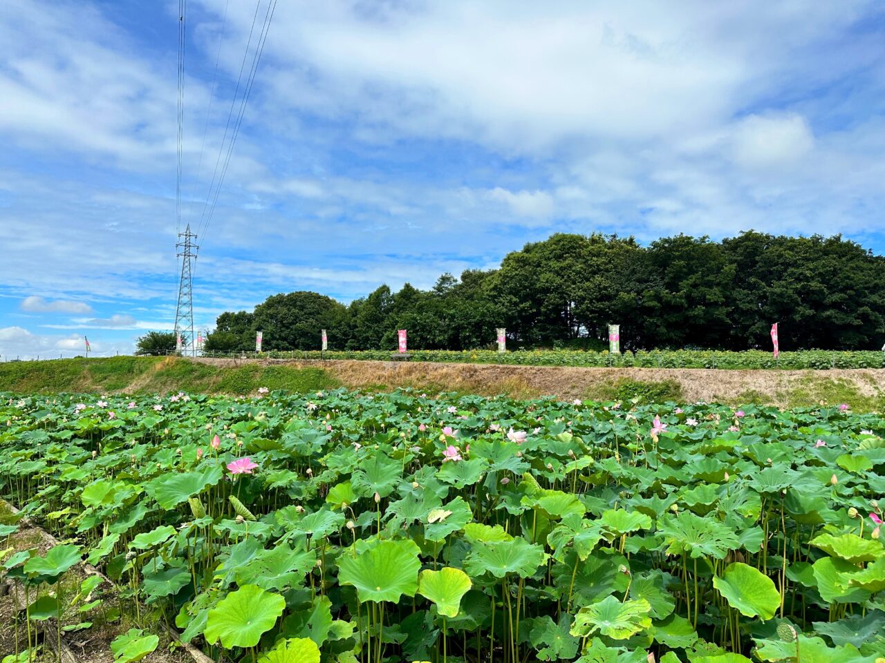あかぼり蓮園