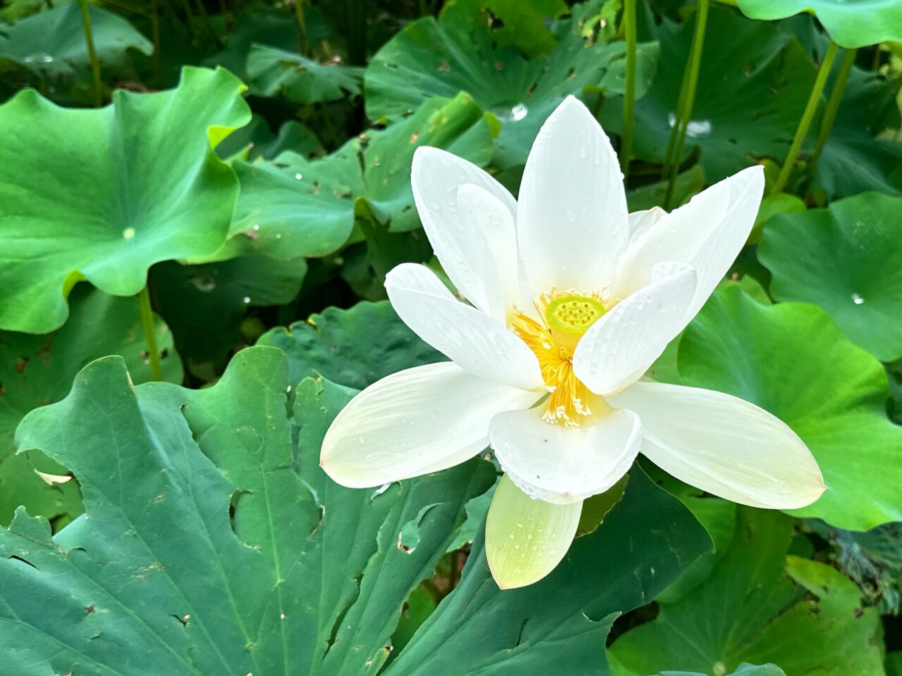 あかぼり蓮園