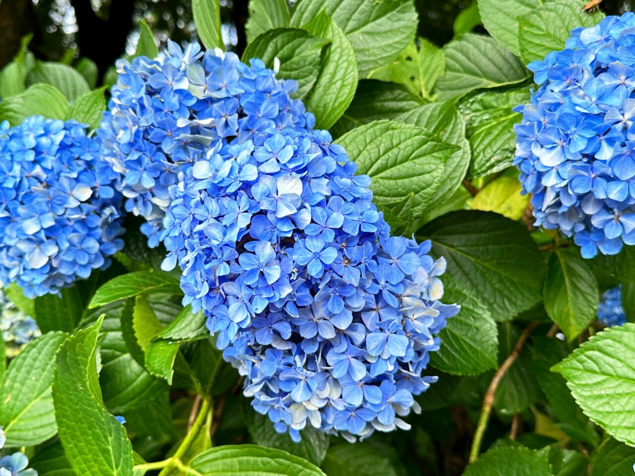 あかぼり蓮園
