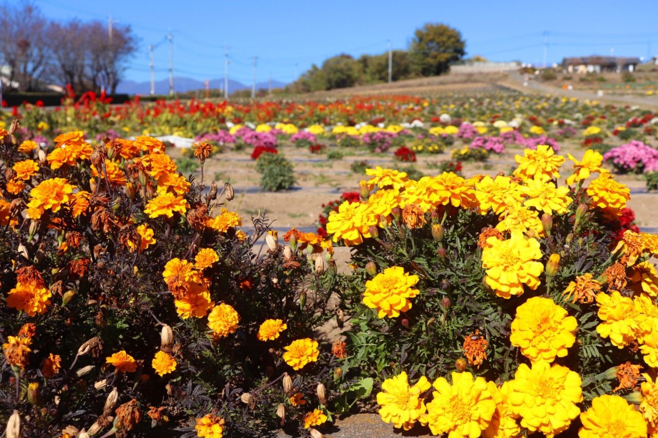 あかぼり小菊の里