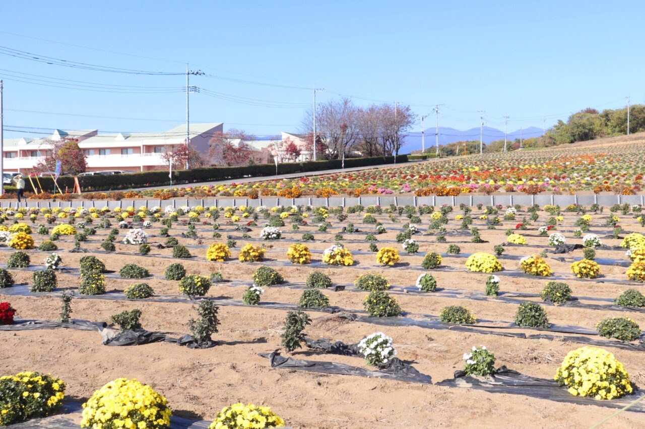 あかぼり小菊の里