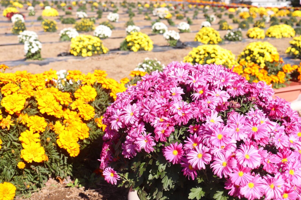 あかぼり小菊の里