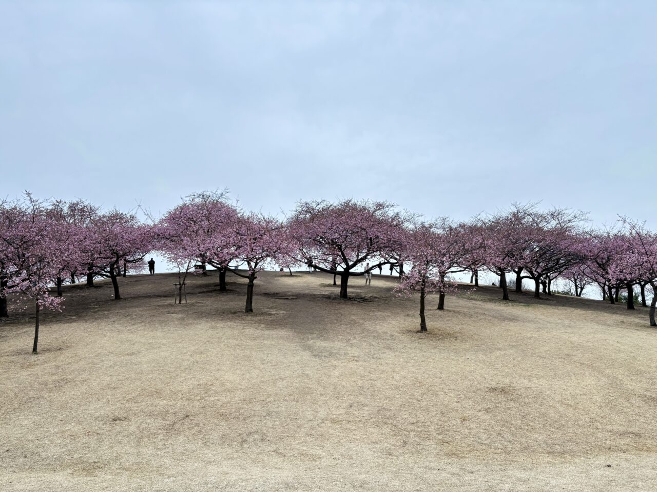 2026年2月28日伊勢崎市みらい公園河津桜くさぶえの丘南斜面