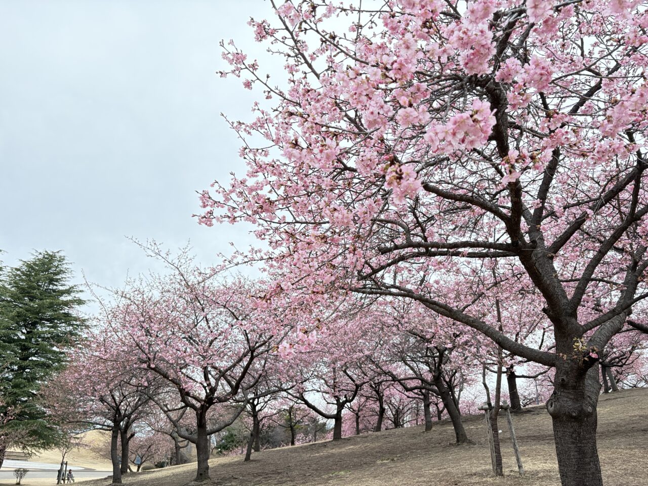 2026年2月28日伊勢崎市みらい公園河津桜２