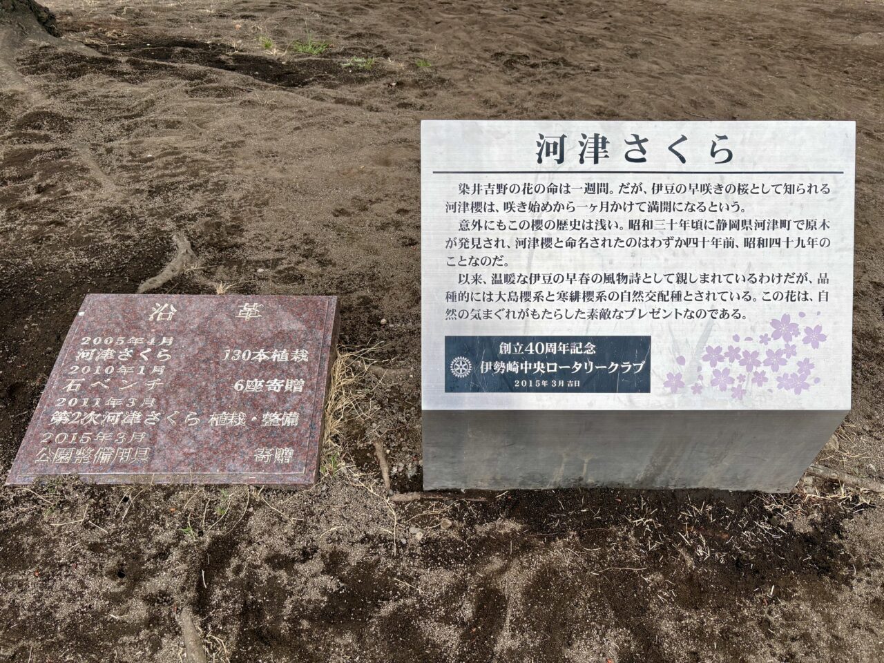 2026年2月28日伊勢崎市みらい公園河津桜石碑