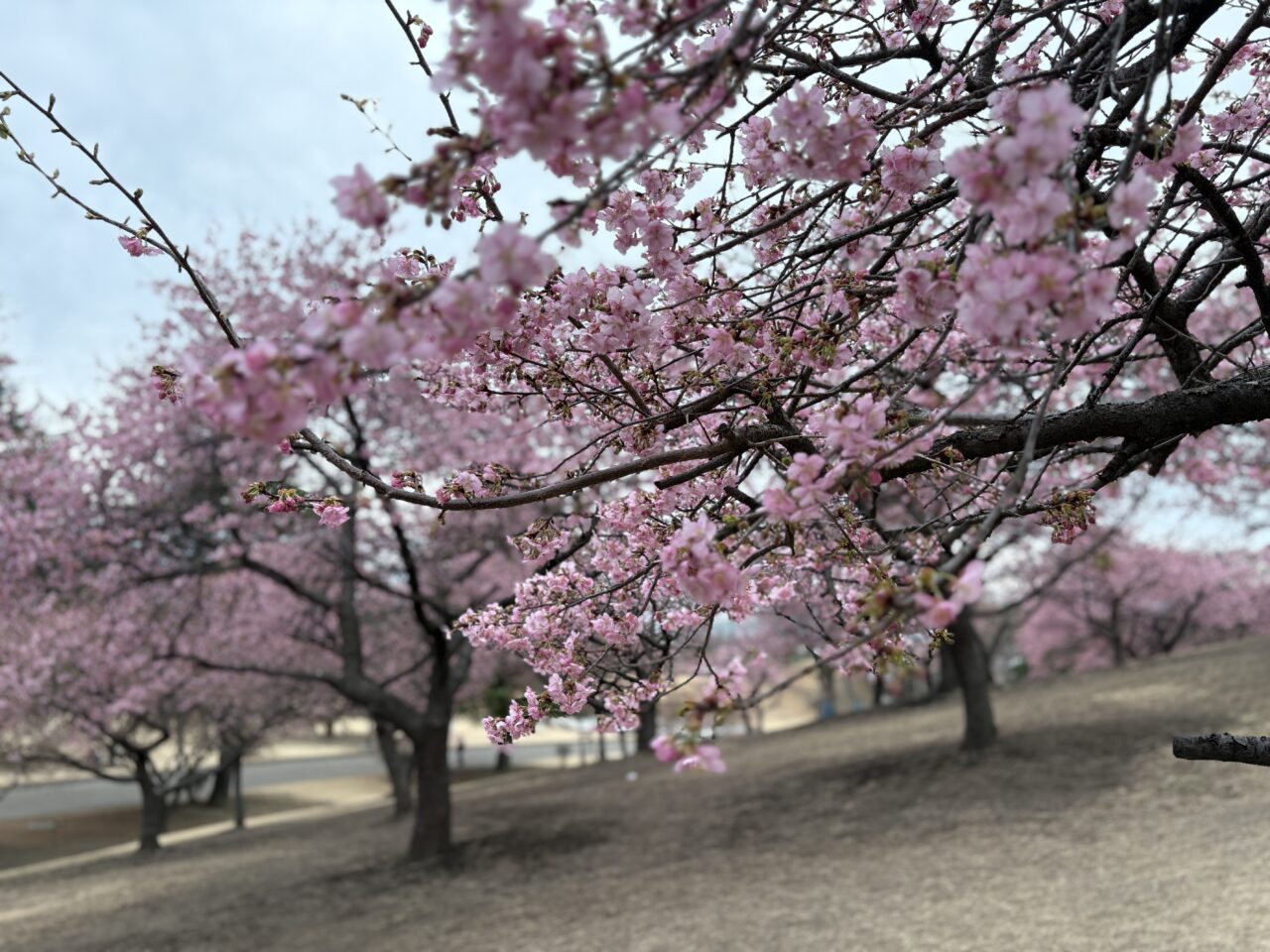 2026年2月28日伊勢崎市みらい公園河津桜3