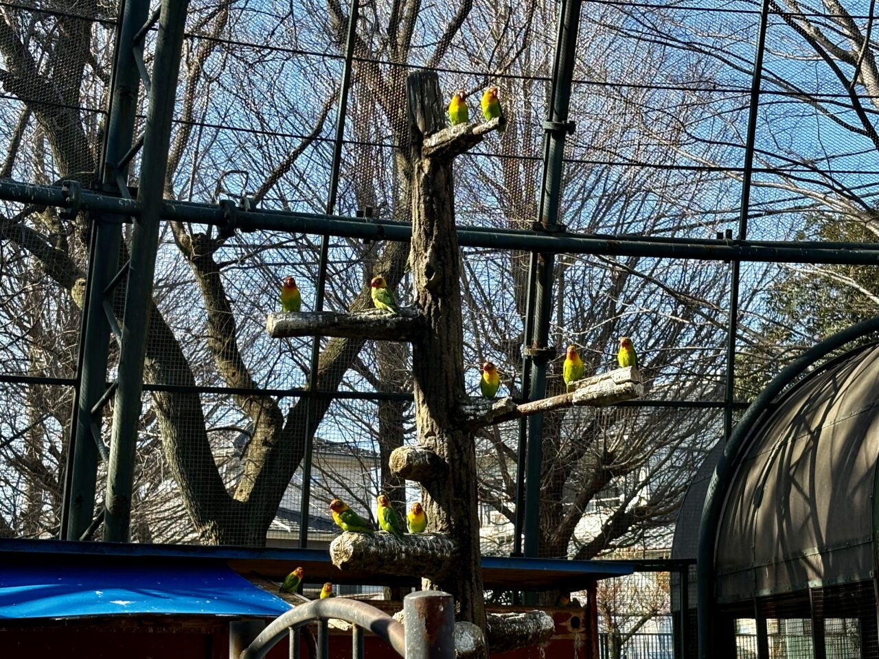 2026年3月17日華蔵寺公園バードドームボタンインコ