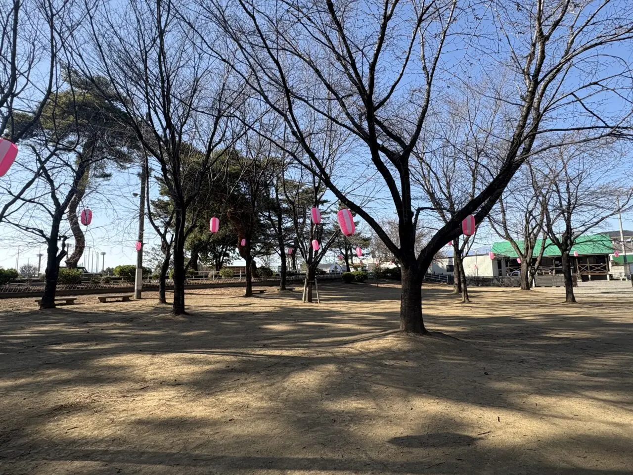 2026年3月17日華蔵寺公園花まつり提灯