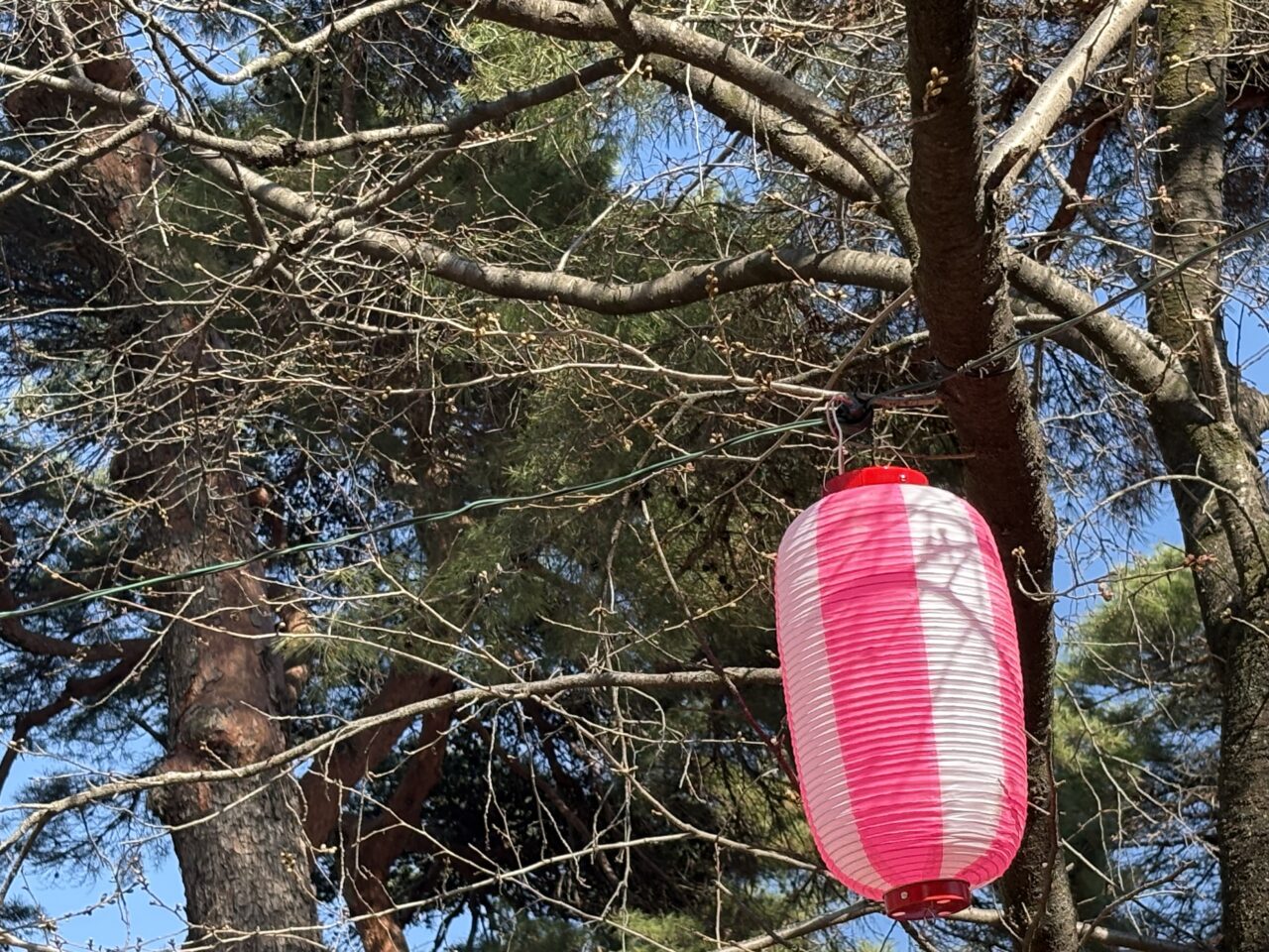 2026年3月17日華蔵寺公園花まつり桜の蕾