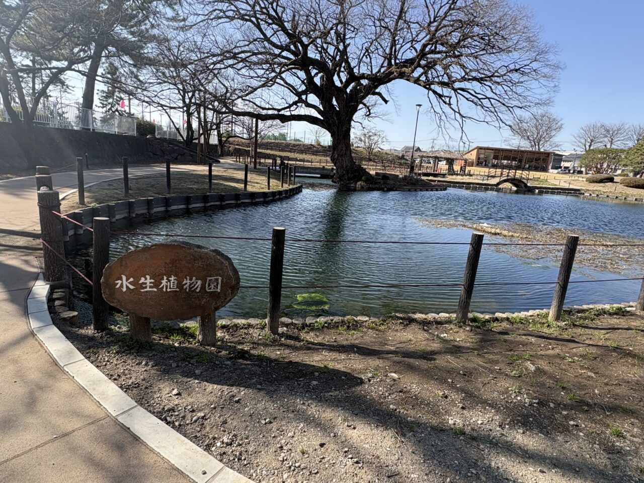 2026年3月17日華蔵寺公園水生植物園