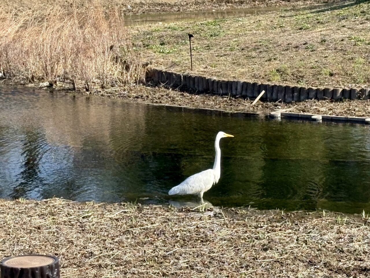 2026年3月17日華蔵寺公園水生植物園鷺