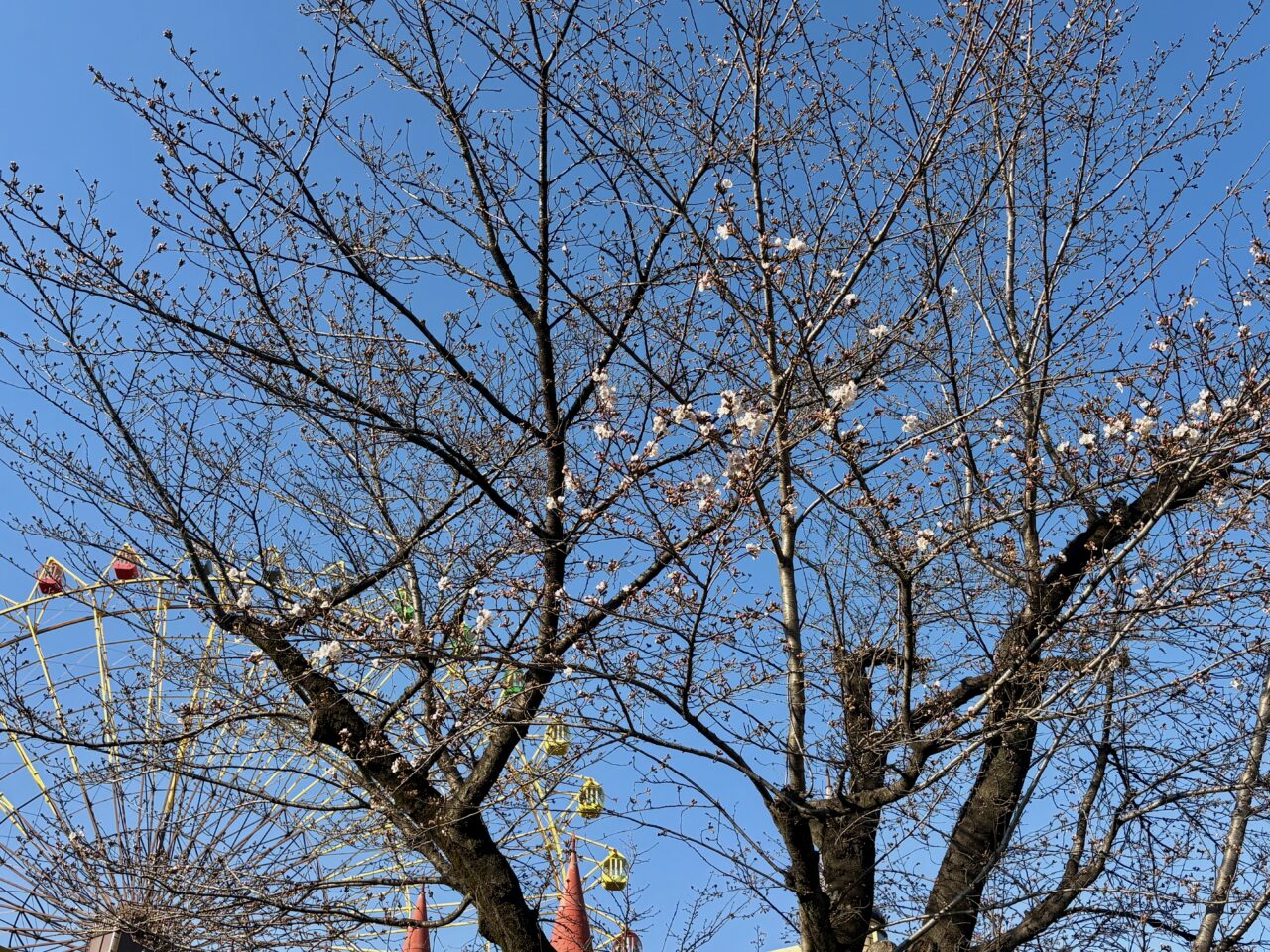 2026年3月23日華蔵寺遊園地大観覧車ひまわりと桜