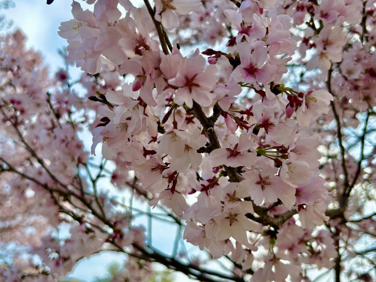 2026年3月29日あやなすパークコヒガンザクラアップ