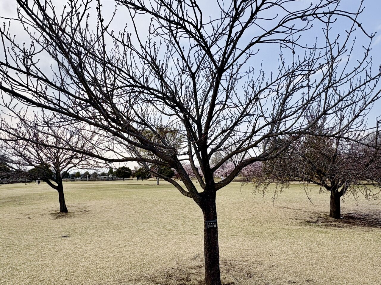 2026年3月29日あやなすパークヤエザクラ