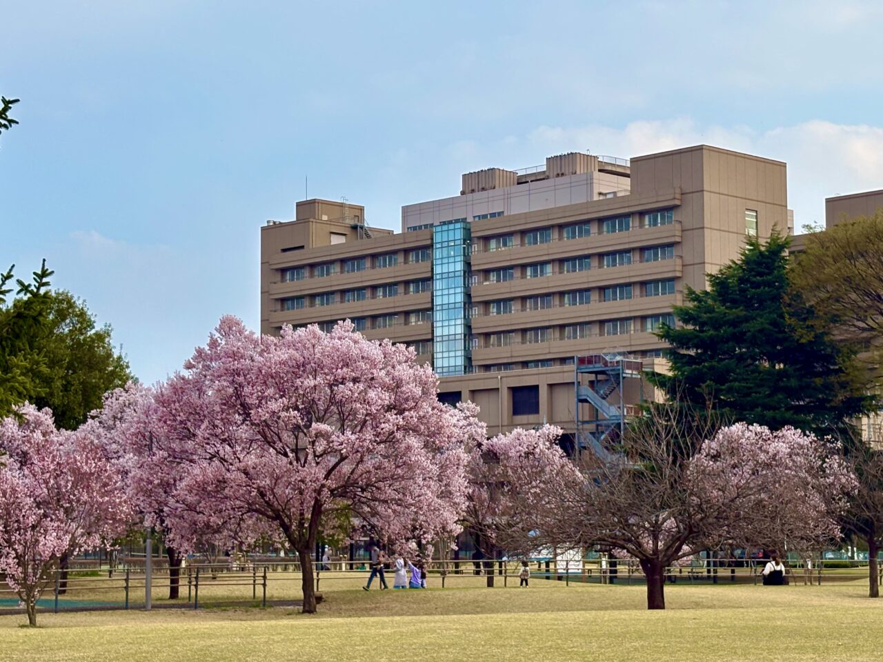 2026年3月29日あやなすパーク市民病院と桜