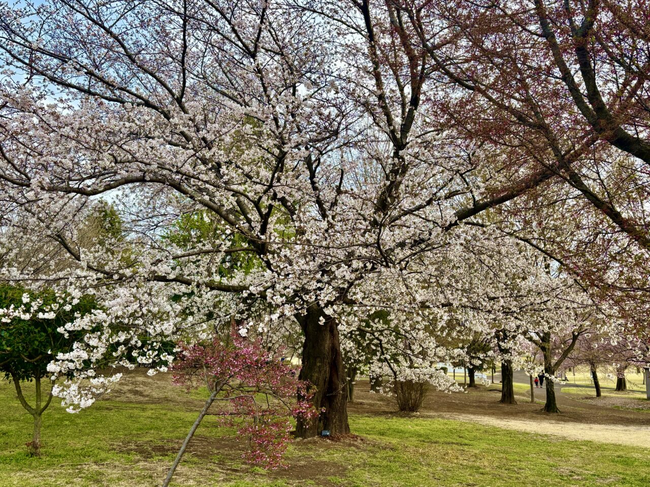 2026年3月29日あやなすパークソメイヨシノ