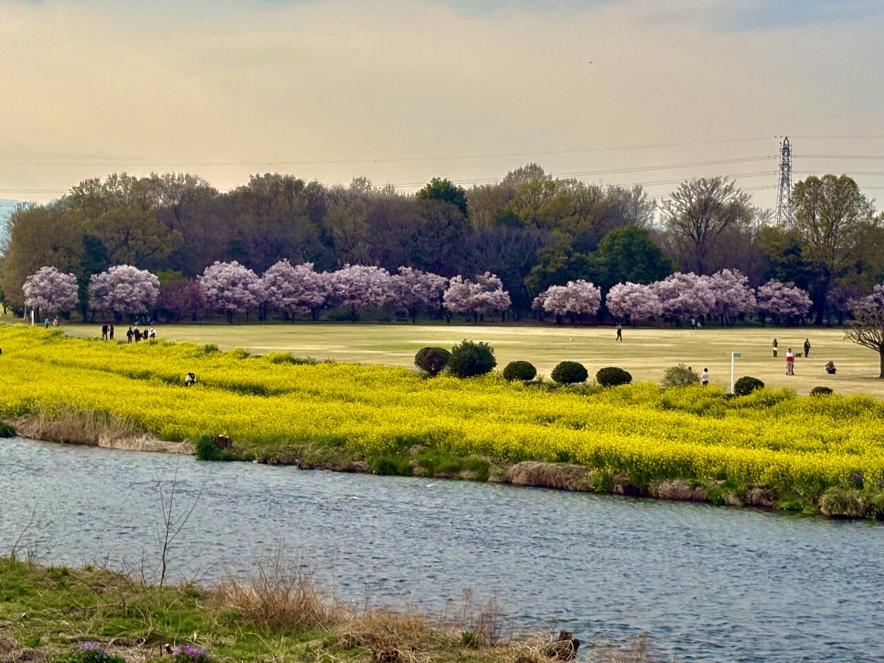 2026年3月29日あやなすパーク対岸