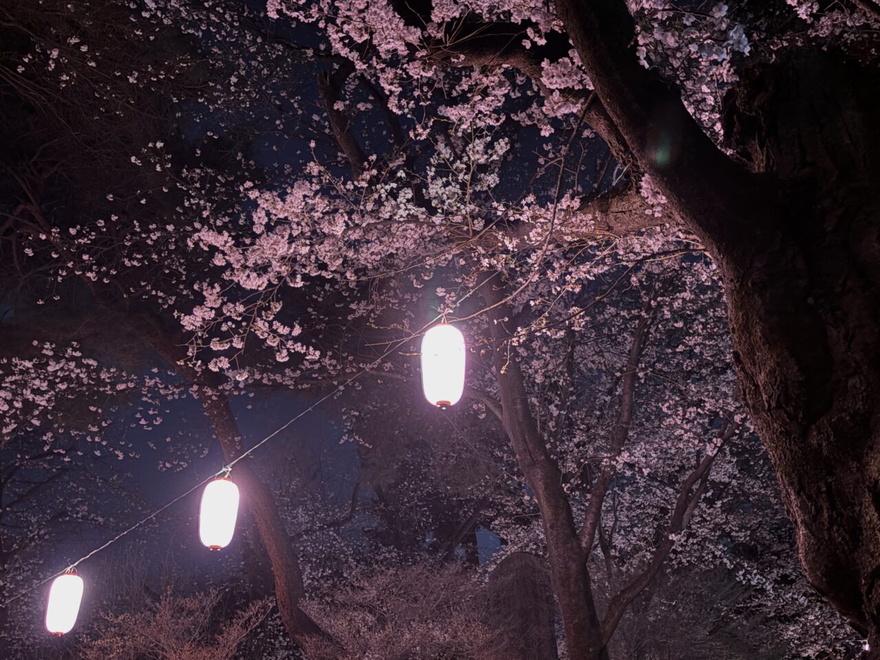 2026年3月30日華蔵寺公園夜桜ライトアップ