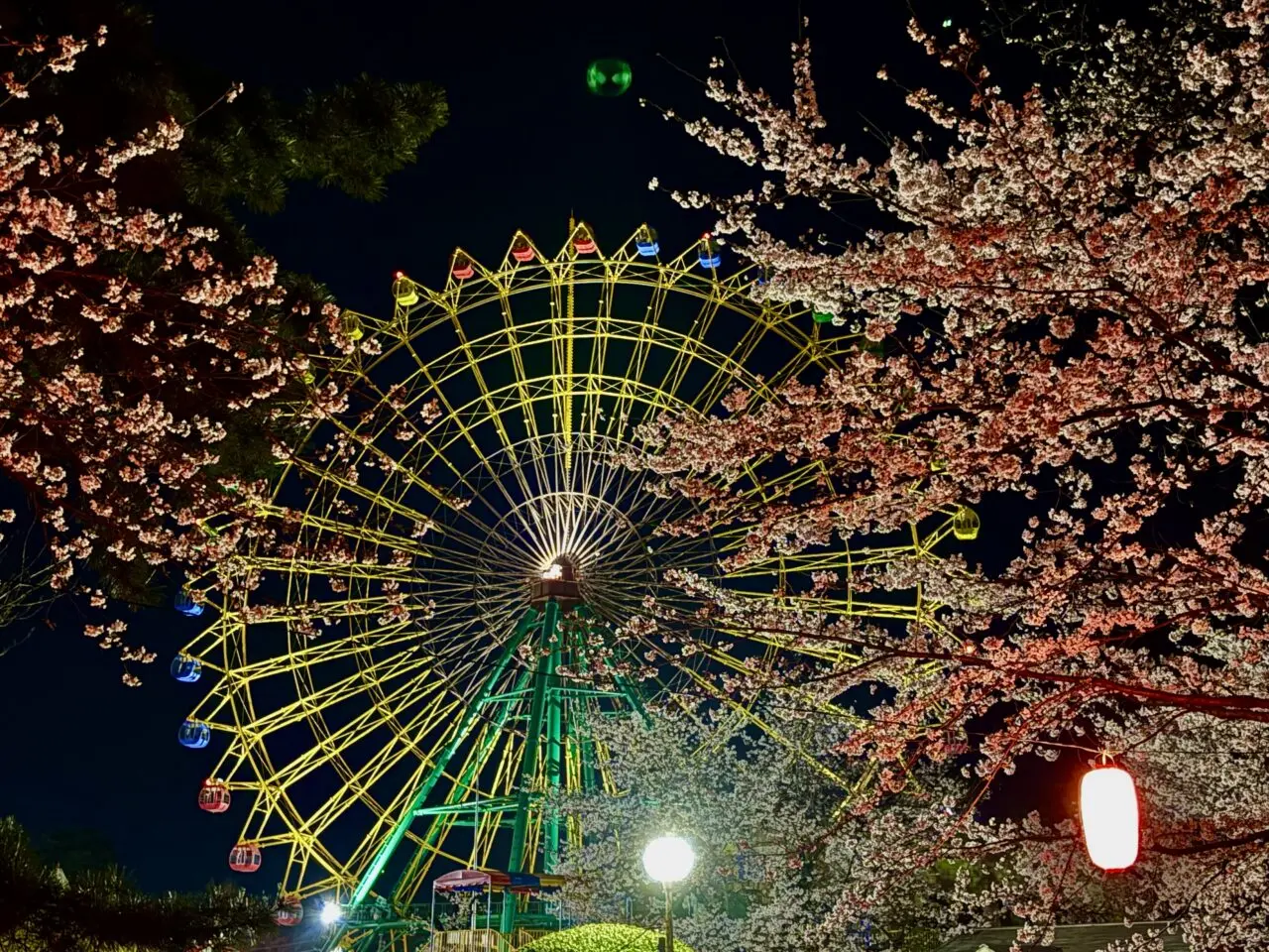 2026年3月30日華蔵寺遊園地観覧車と桜