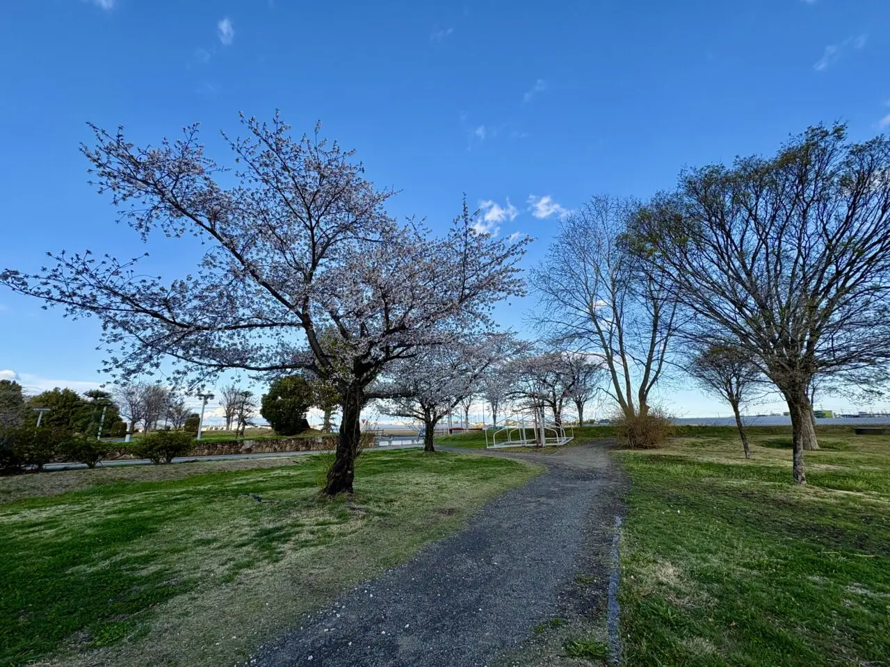 2026年4月3日境ふれあいパーク遊歩道
