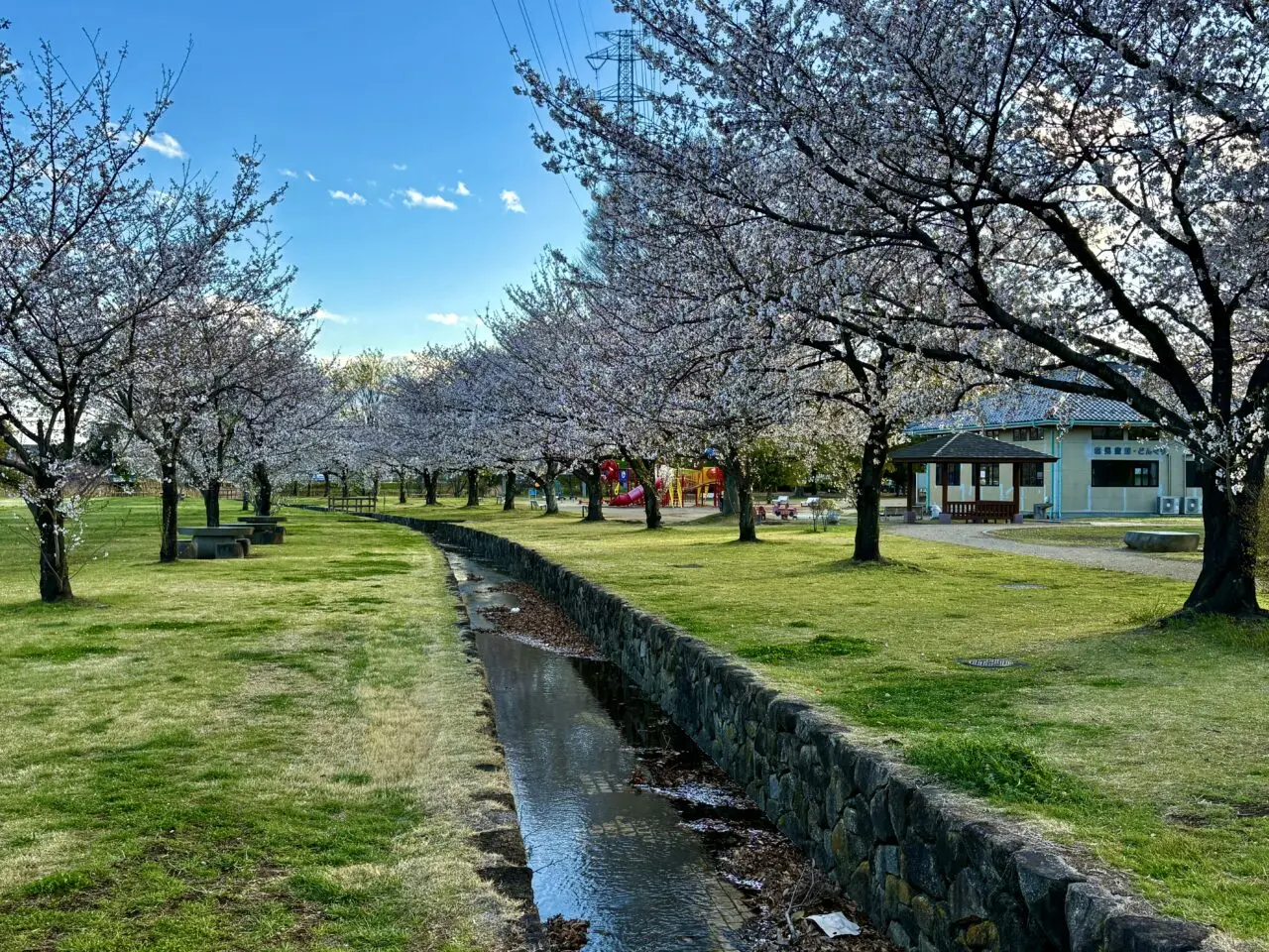 2026年4月3日境ふれあいパークソメイヨシノ