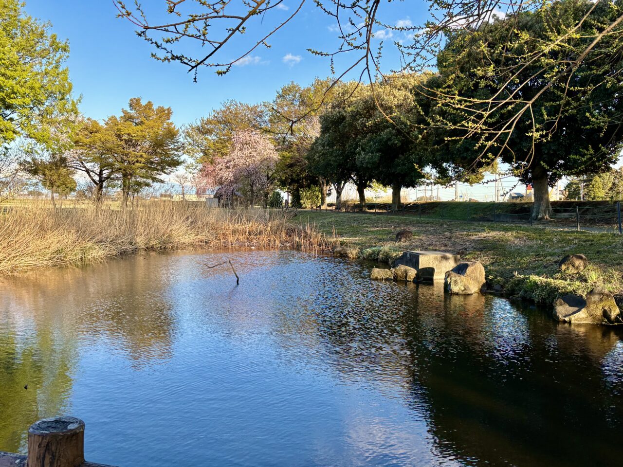 2026年4月3日境ふれあいパーク水生植物園池