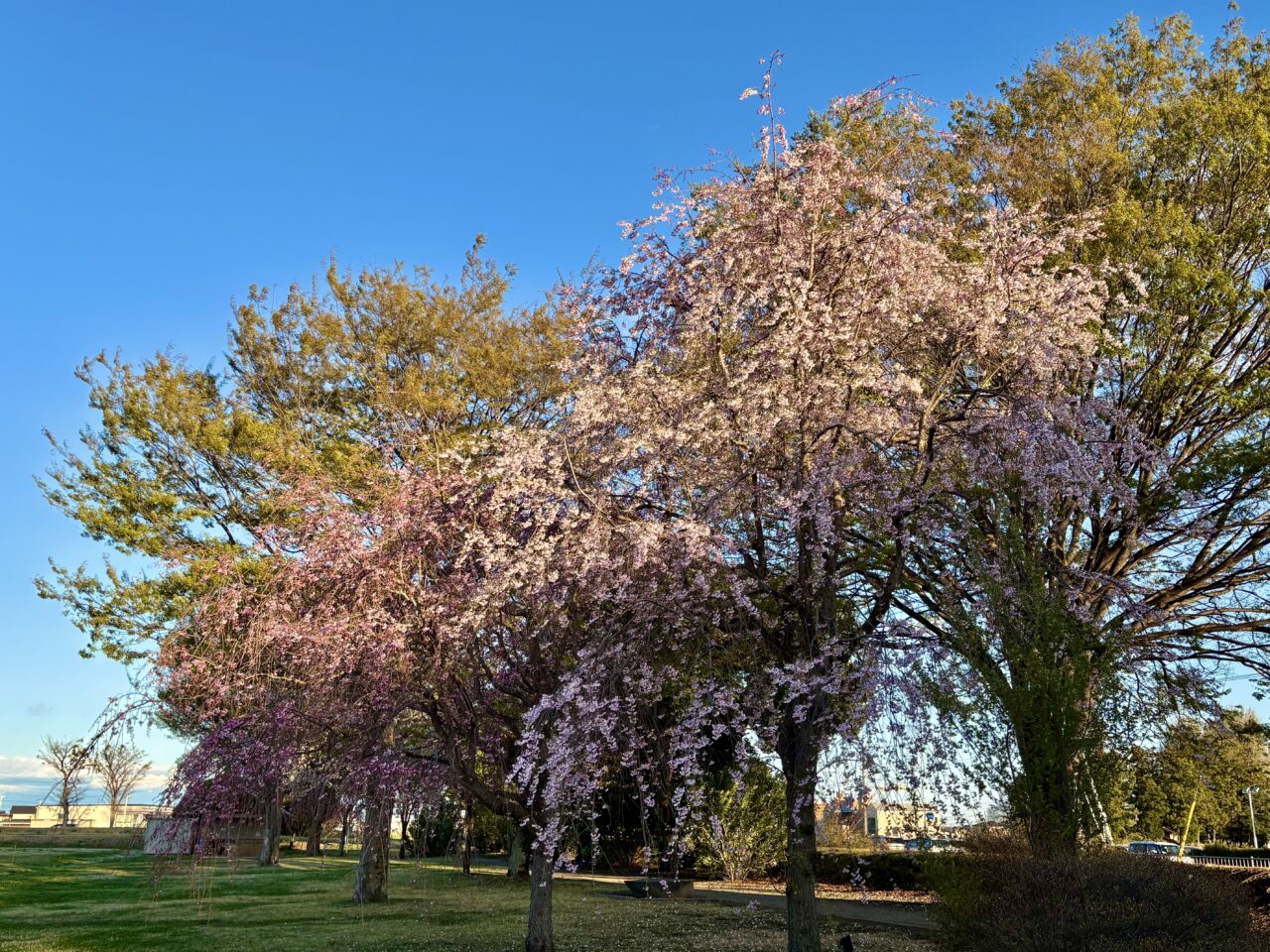 2026年4月3日境ふれあいパーク枝垂れ桜