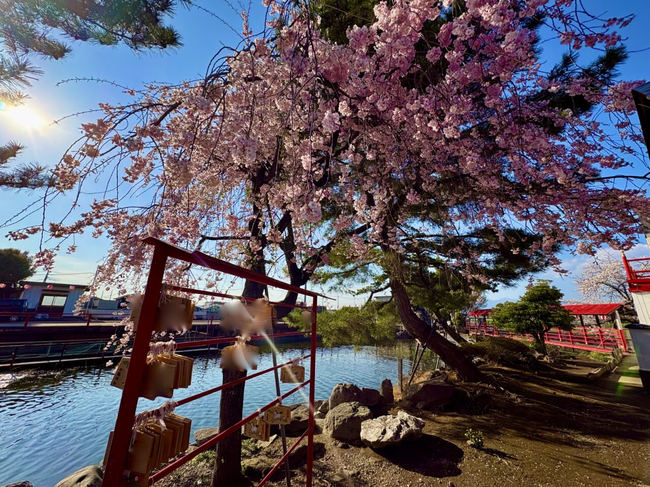 2026年4月4日白龍神社枝垂れ桜と絵馬