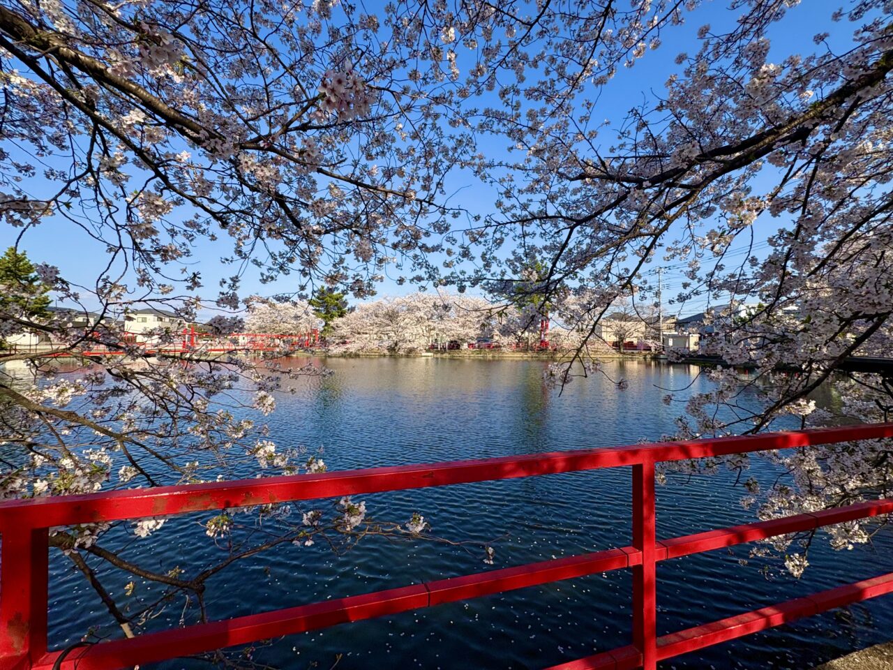 2026年4月4日白龍神社五反田沼と桜