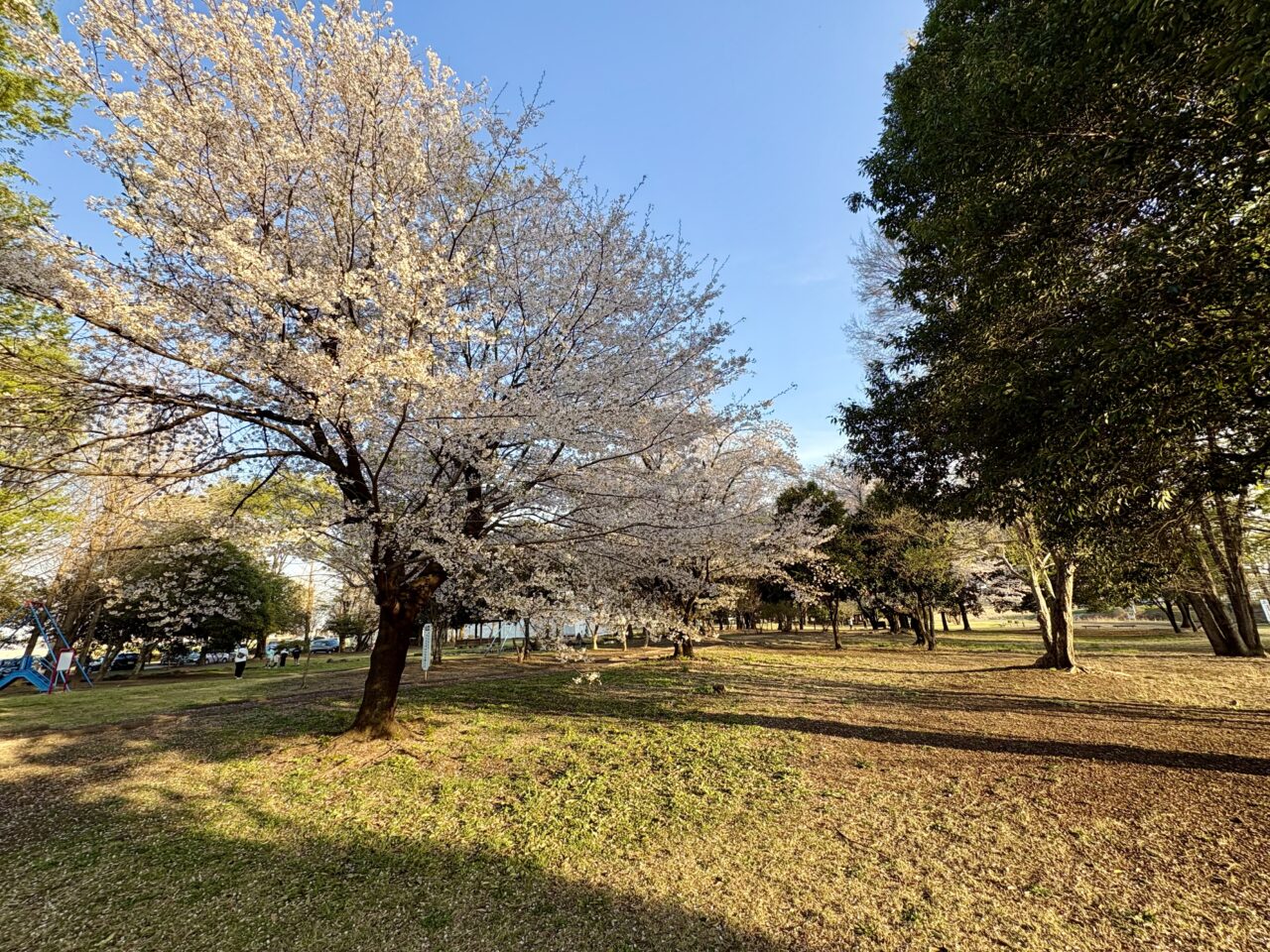 2026年4月6日せせらぎパーク桜の木など