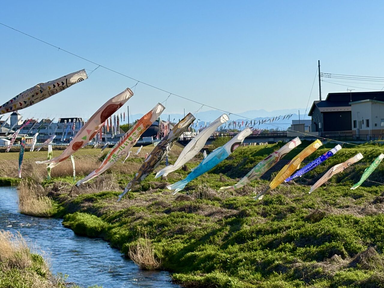 2026年4月9日堀下鯉のぼり川渡り