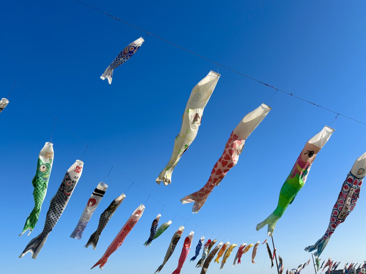 2026年4月9日堀下鯉のぼり大空