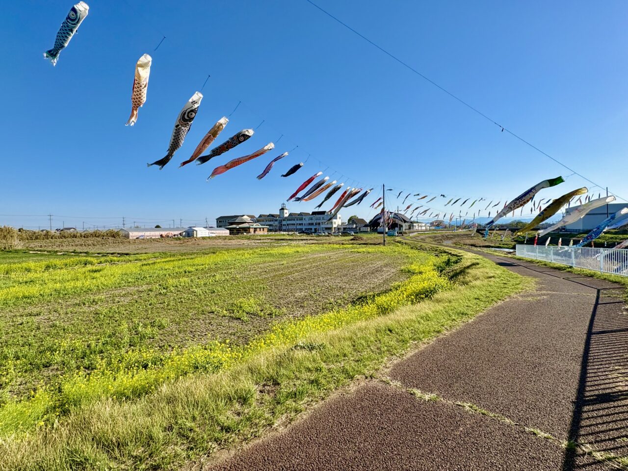 2026年4月9日堀下鯉のぼり遊歩道から