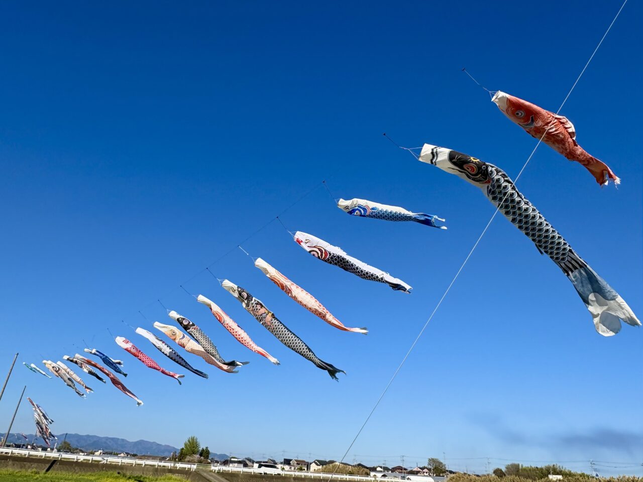 2026年4月9日堀下鯉のぼり風に乗って