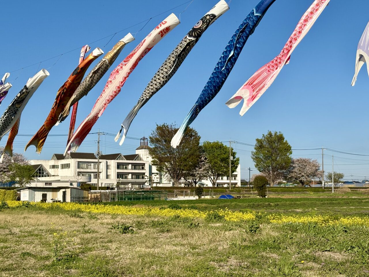 2026年4月9日堀下鯉のぼり赤堀南小学校