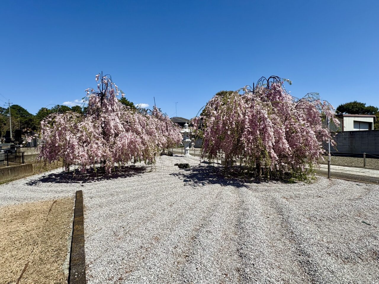 2026年4月12日華蔵寺山門脇の枝垂れ桜