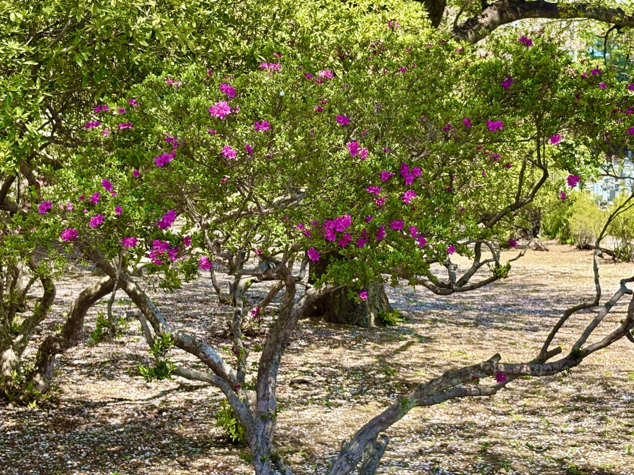 2026年4月12日華蔵寺公園内のツツジ