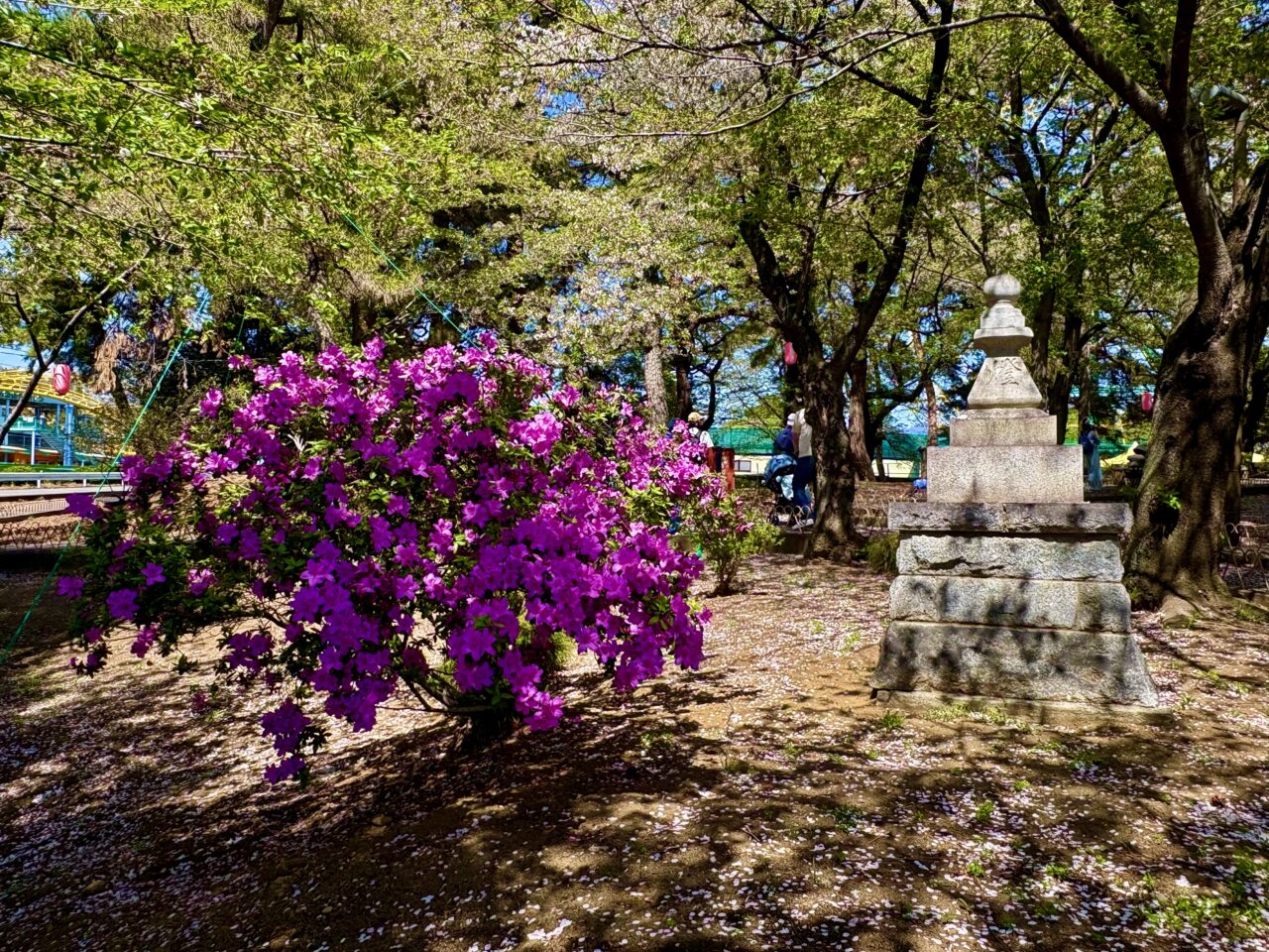 2026年4月12日華蔵寺公園見頃になったツツジ