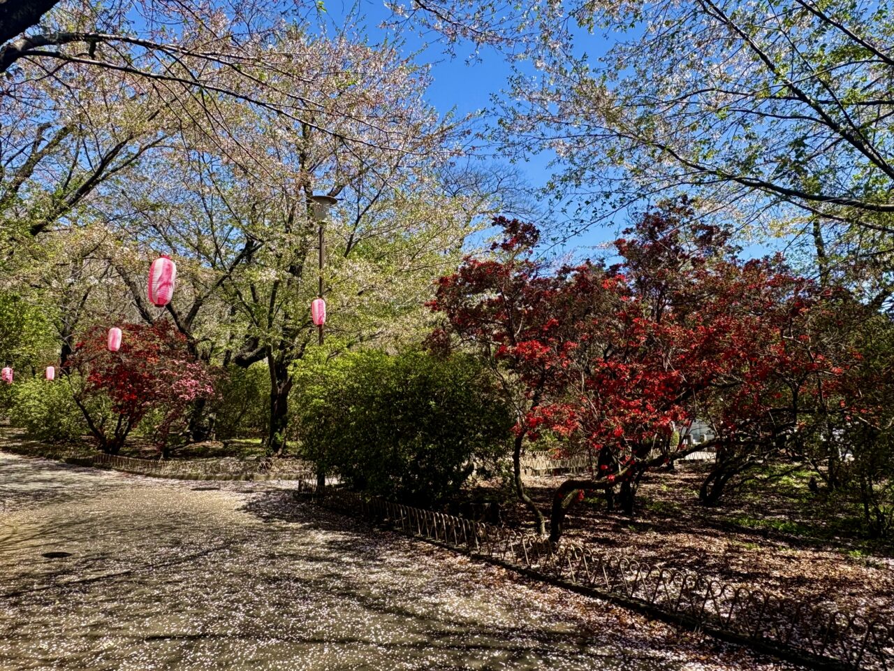 2026年4月12日華蔵寺公園桜とツツジ