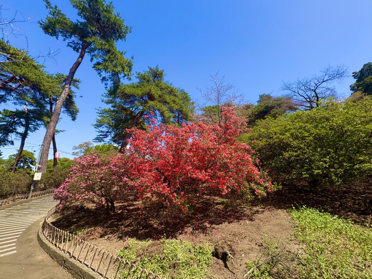 2026年4月12日華蔵寺公園ツツジ色違い