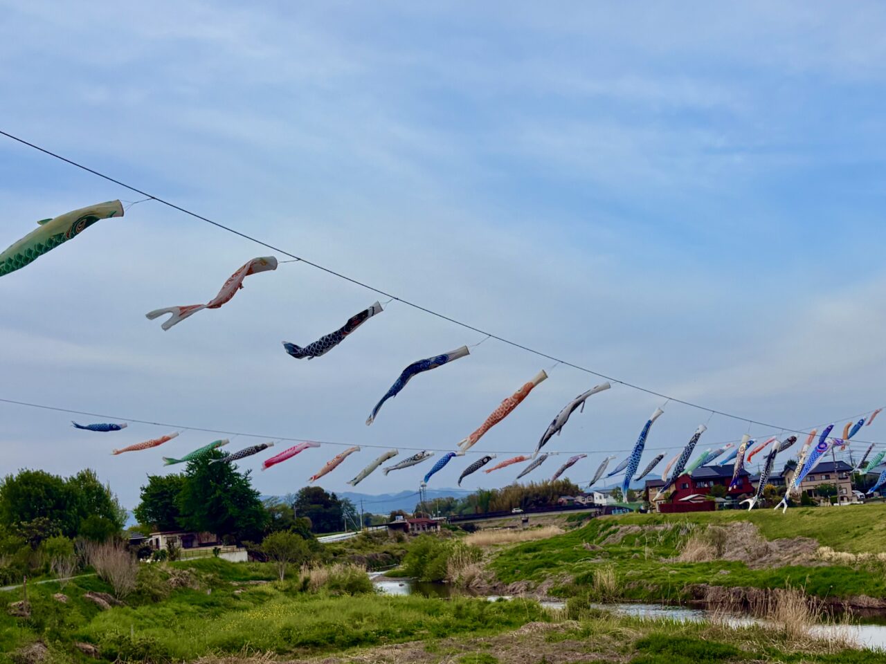 2026年4月20日元気に泳ぐ鹿島鯉のぼり