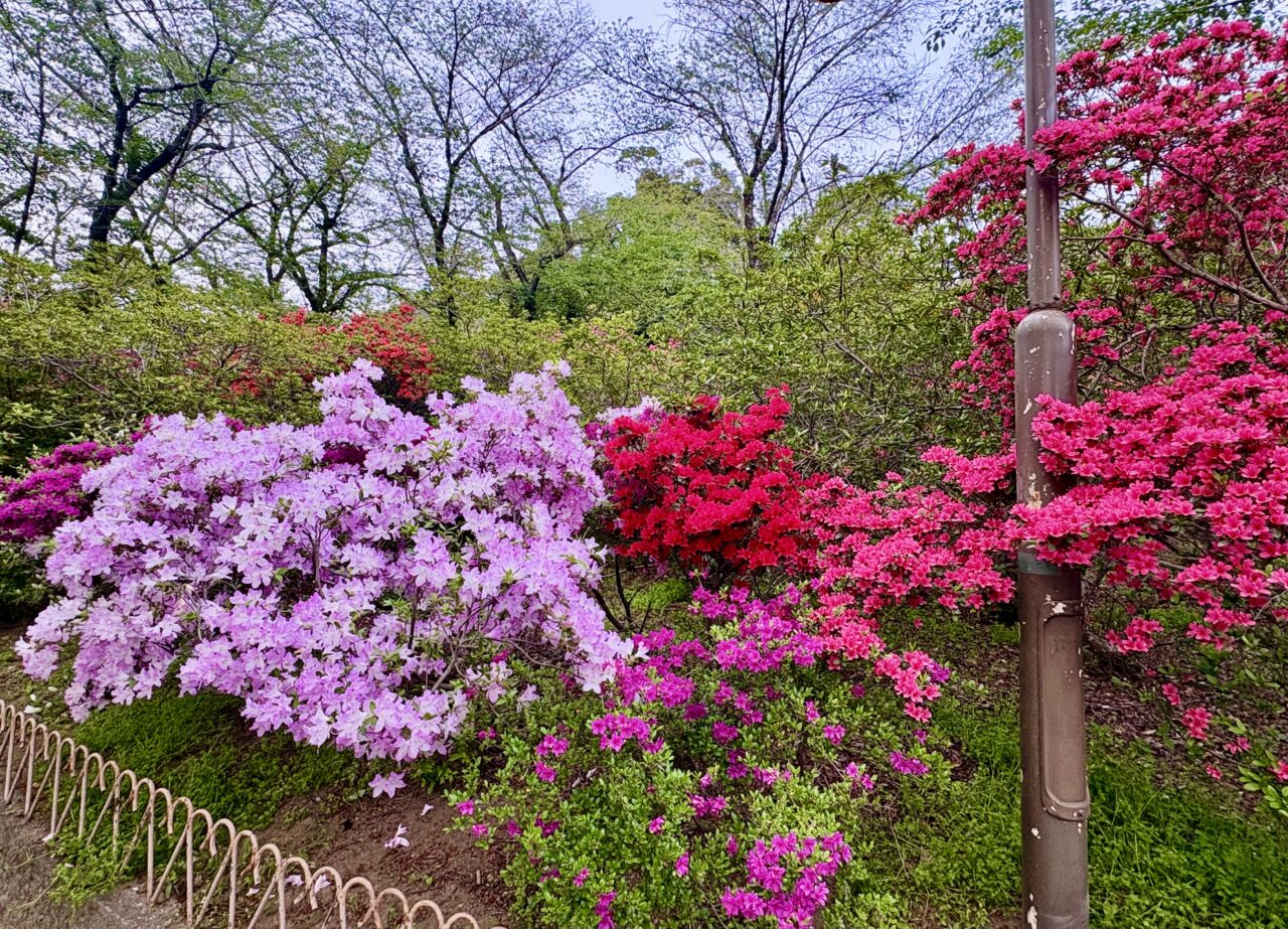 2026年4月28日華蔵寺公園のツツジ