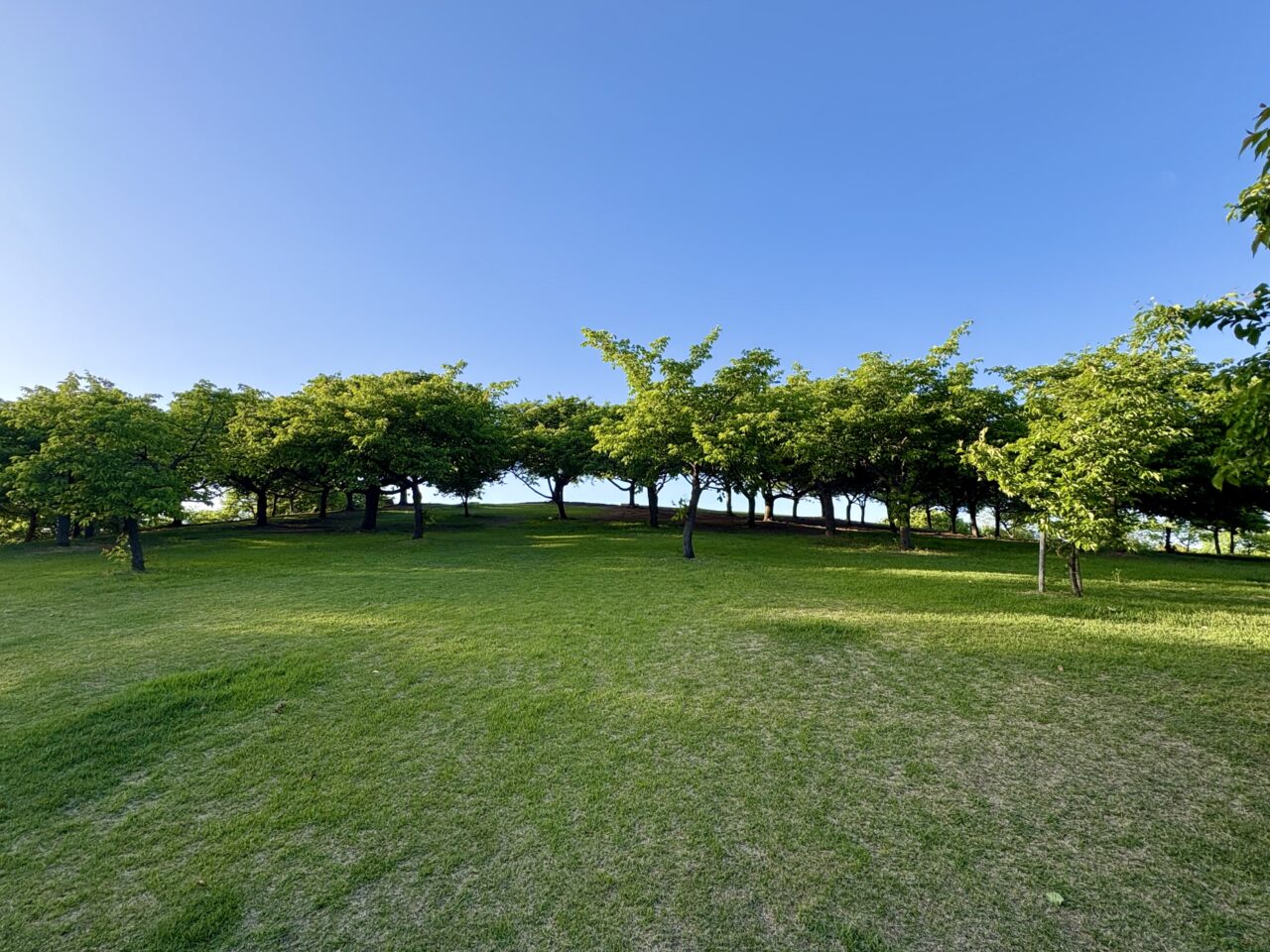 2026年4月29日伊勢崎市みらい公園新緑の河津桜