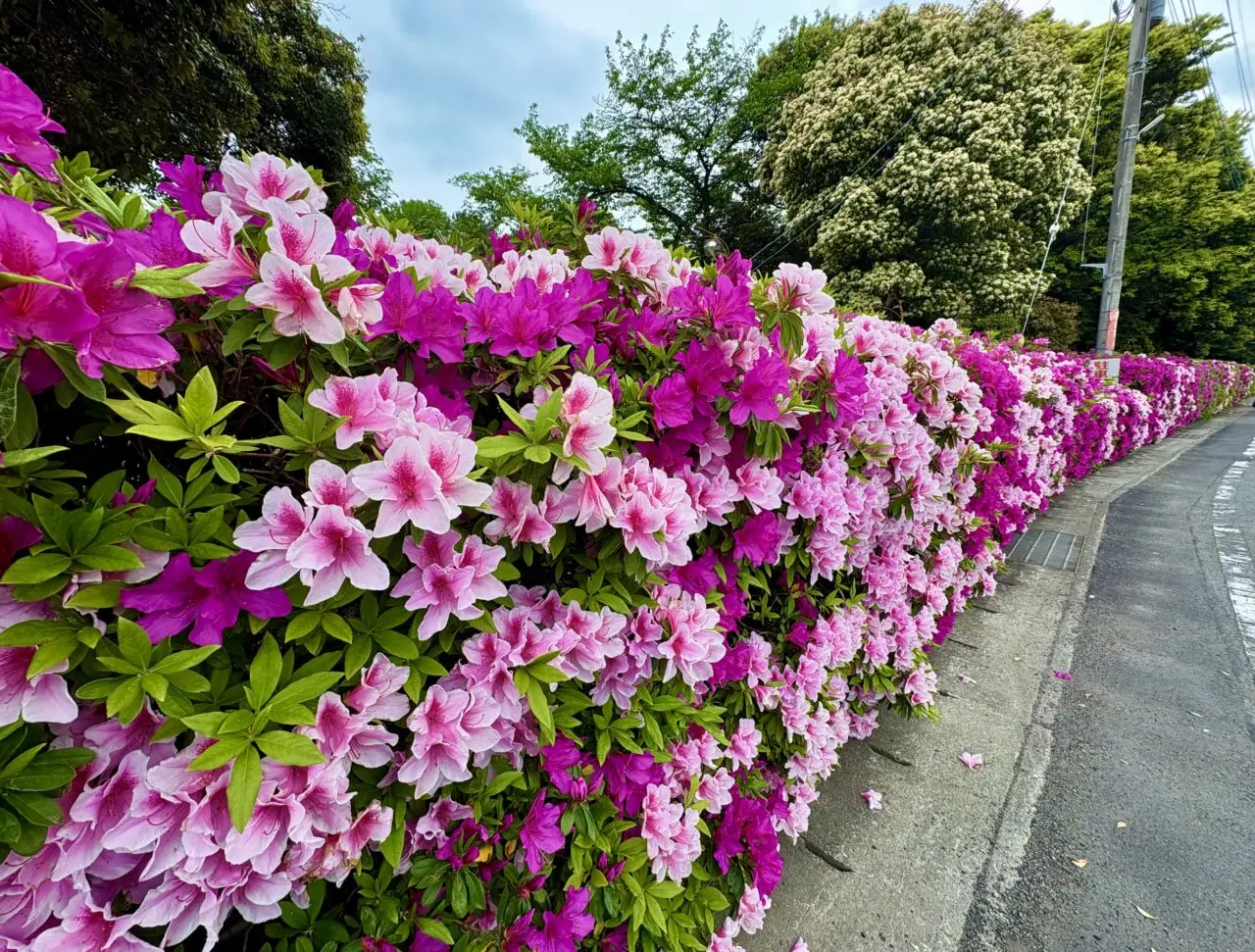 2026年4月30日華蔵寺公園北側のツツジ