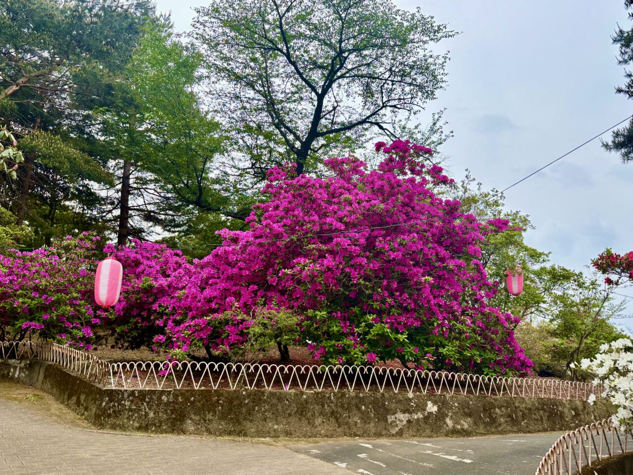 2026年4月30日華蔵寺公園内のツツジ２