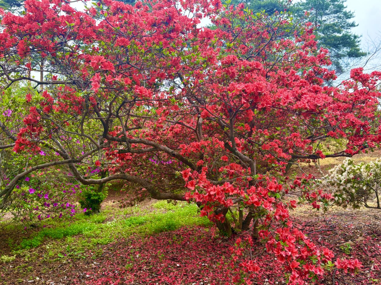 2026年4月30日華蔵寺公園内のツツジ