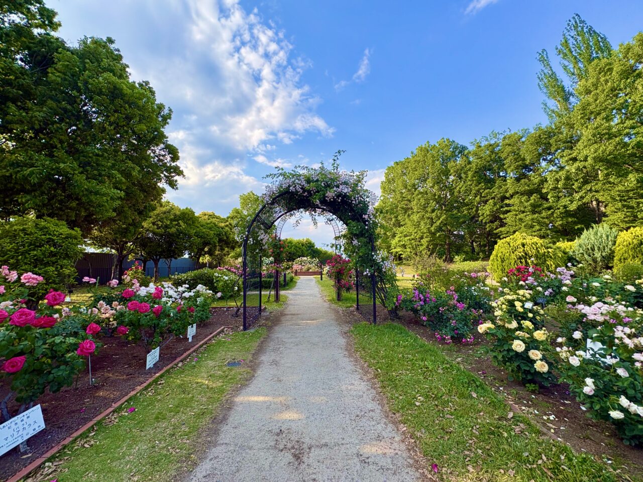 2026年5月16日玉村町北部公園バラ園ゲート